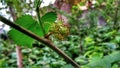 Morus alba, known as white mulberry Royalty Free Stock Photo